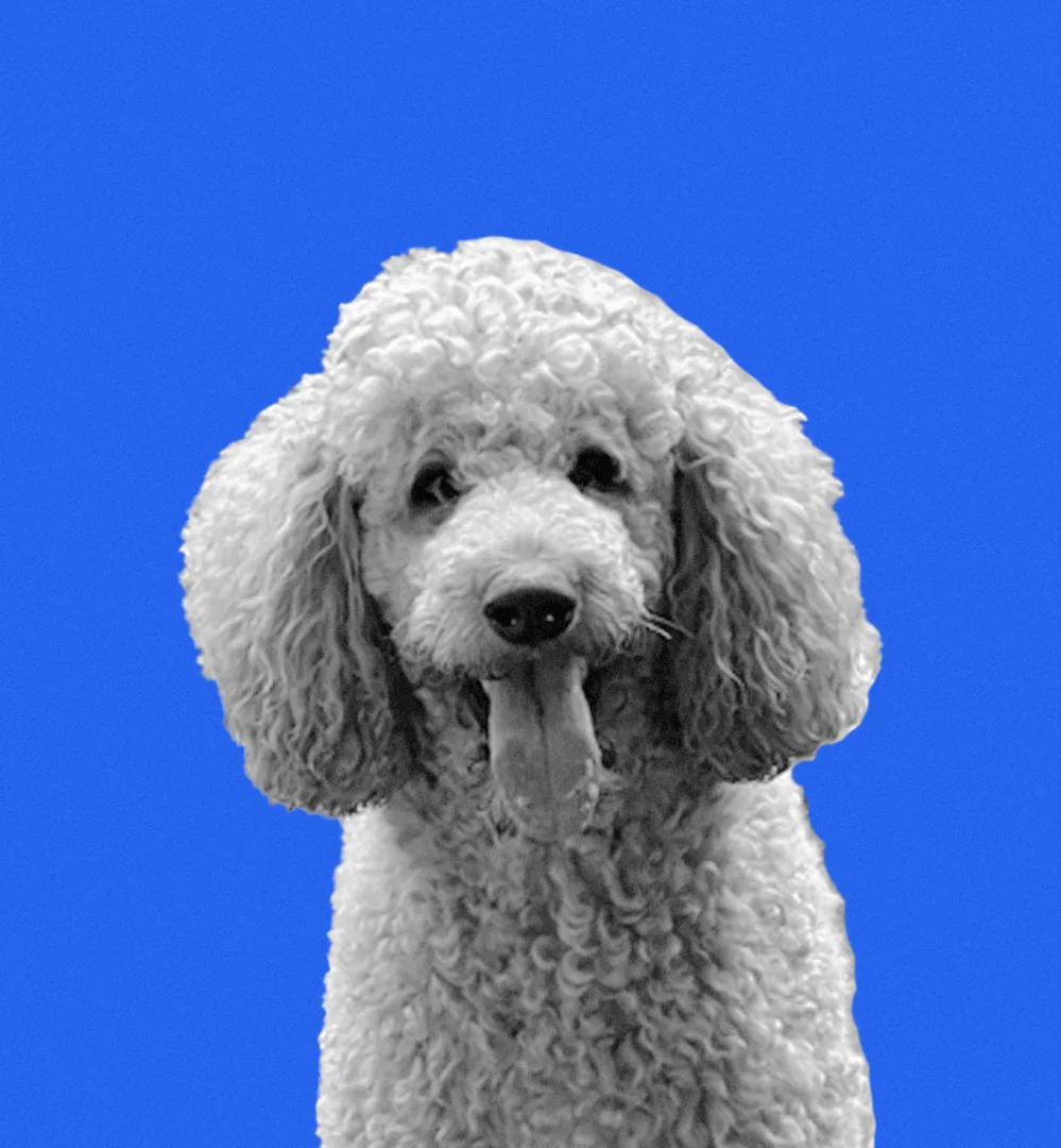 Luka the Dog portrait